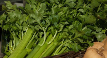 Termíny výsadby sazenic celeru v roce 2022